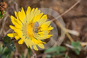 Great Valley Gumweed, Great Valley Gumplant Grindelia camporum, Grindelia robusta flowering, California