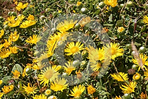 Great Valley Gumweed, Great Valley Gumplant Grindelia camporum, Grindelia robusta flowering, California