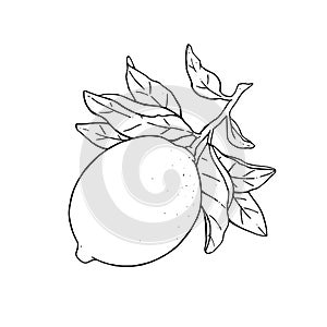 Great vector illustration of beautiful lemon fruit on a branch with leaves isolated on white background. Black and white drawing