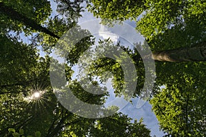 A great view up into the trees direction sky in may with a beautiful sunstar, Germany