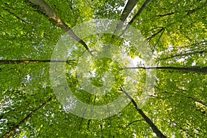 A great view up into the trees direction sky in may, Germany