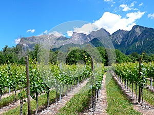 Great view of vineyards in the spring under a blue sky with white clouds and mountain peaks behind