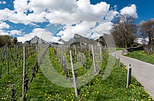 Great view of vineyards in the spring under a blue sky with white clouds and snowy peaks behind