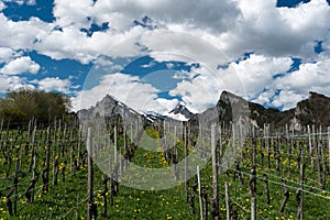 Great view of vineyards in the spring under a blue sky with white clouds and snowy peaks behind