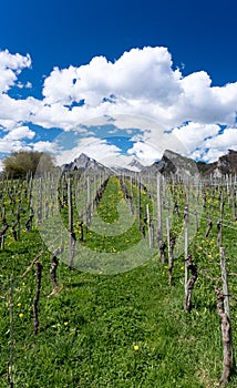 Great view of vineyards in the spring under a blue sky with white clouds and snowy peaks behind