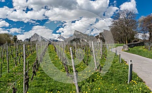 Great view of vineyards in the spring under a blue sky with white clouds and snowy peaks behind