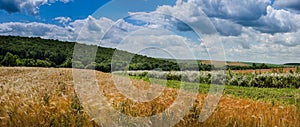 Great view of wheat field with daisies border, clouds on a blue sky