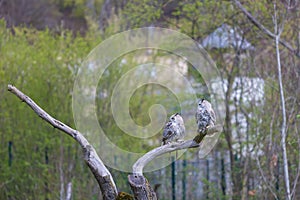 Great West Siberian Eagle Owl sitting on a tree branch