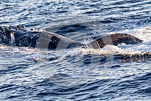 Great whale emerging from the deep sea of the Gulf of California where the Cortez Sea meets the Pacific Ocean.