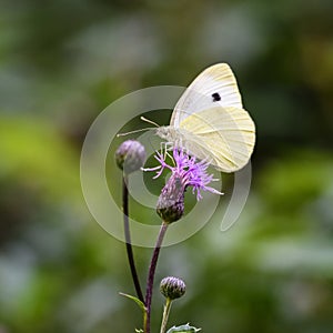Great White Angel Butterfly ; Pieris brassicae
