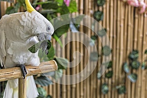 Great White Cockatoo, Cacatua Alba