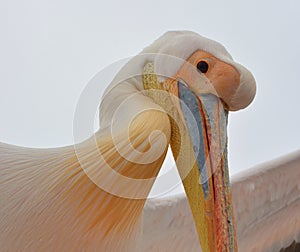 Great white or eastern white pelican