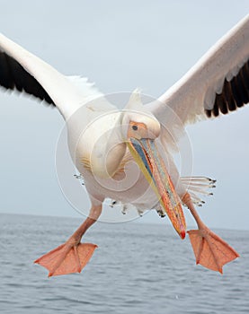 Great white or eastern white pelican