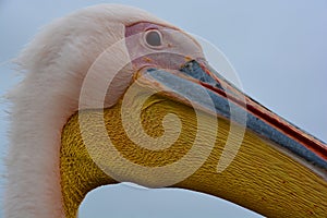 Great white or eastern white pelican, rosy pelican or white pelican