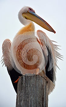 Great white or eastern white pelican, rosy pelican or white pelican