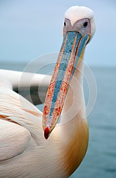 Great white or eastern white pelican, rosy pelican or white pelican