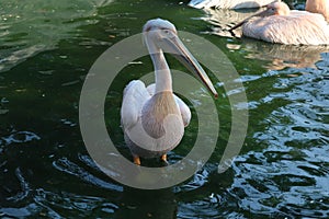 Great white or eastern white pelican, rosy pelican or white pelican is a bird in the pelican family.It breeds from southeastern