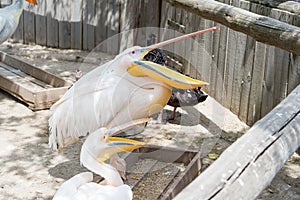 Great white or eastern white pelican, rosy pelican or white pelican is a bird in the pelican family.It breeds from southeastern Eu