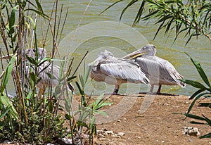 Great white or eastern white pelican, rosy pelican or white pelican is a bird in the pelican family.It breeds from southeastern Eu