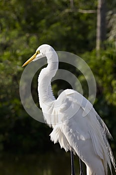 Great White Egret