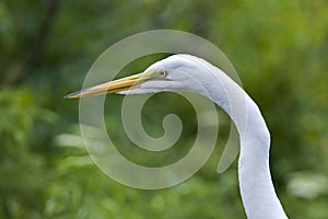 Great White Egret