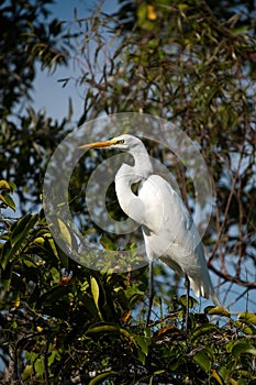 Great White Egret