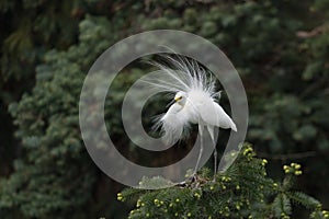 Great white egret