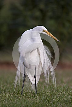 Great White Egret