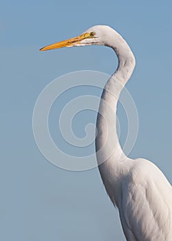 Great white egret