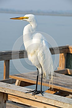 Great White Egret