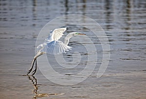 Great white egret