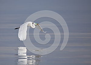 Great white egret