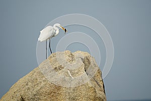 Great White Egret