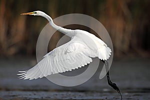 Great White Egret