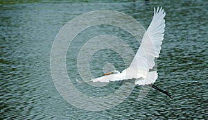 Great white egret