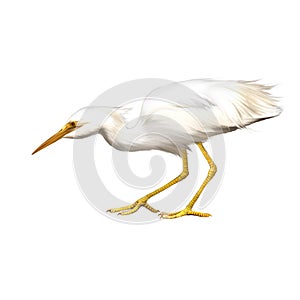 Great White Egret, Ardea alba