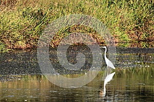 Great white egret, Ardea alba bird foraging for food in the water