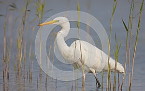 Great White Egret - Ardea alba / Egretta alba - young bird