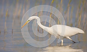 Great White Egret - Ardea alba / Egretta alba - young bird