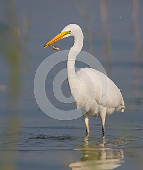 Great White Egret - Ardea alba / Egretta alba - young bird