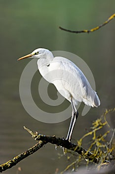 Great White Egret (Ardea Alba) in front of a lake