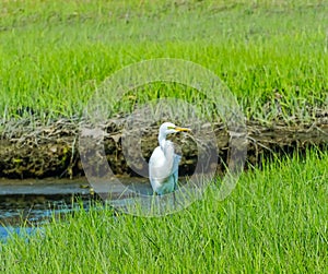 Great White Egret Padnaram Green Salt Water Marsh Dartmouth Mass