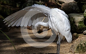 A Great White Egret (Ardea alba) scratching wings