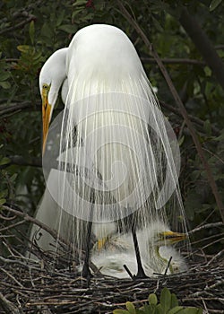 Great white egret with babies in nest.