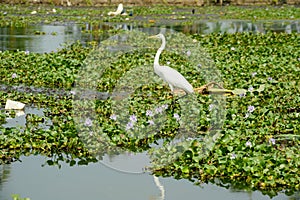 Great white egret on the backwaters near Alleppey