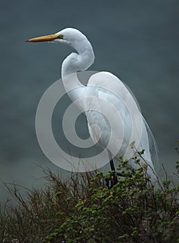 Great white egret on the beach.