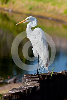 Great white egret, beautiful bird in Florida