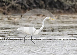 Great white egret, binomial name Ardea alba, walking in shallow water in Chokoloskee Bay in Florida.