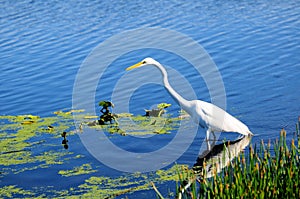 Great white egret bird