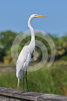 Great white egret bird